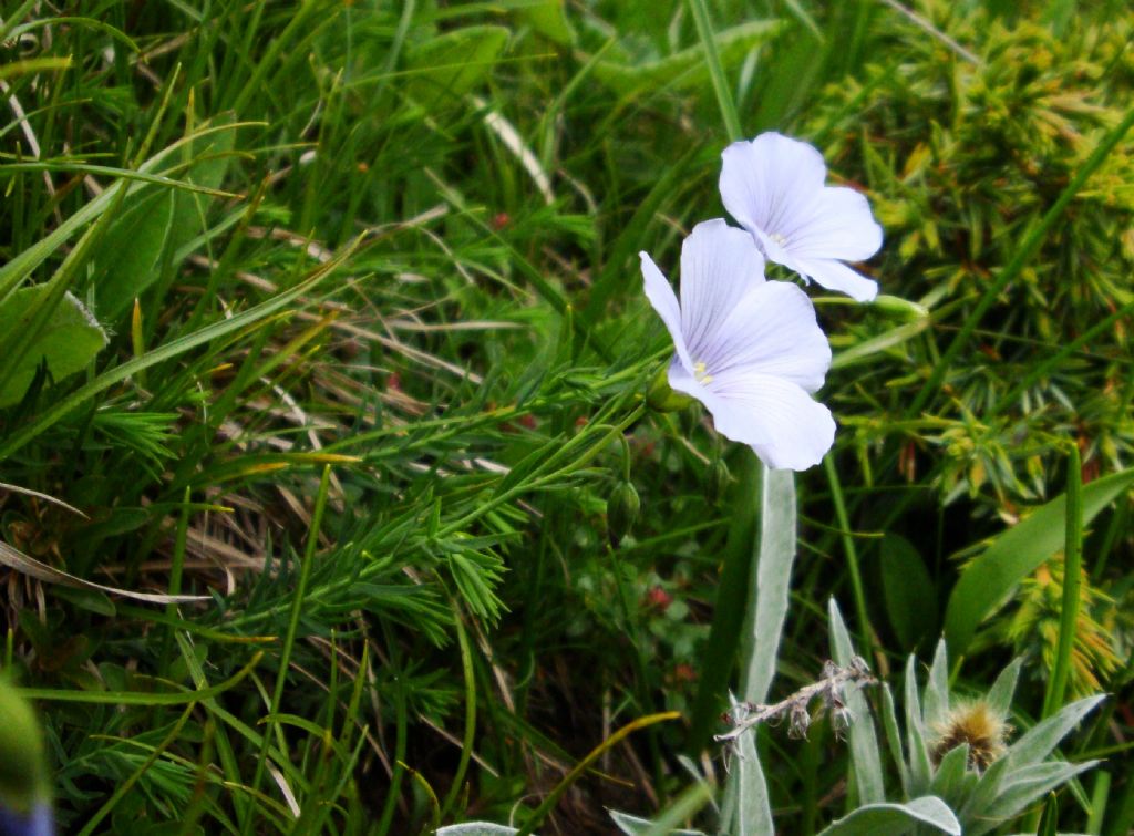 Linum alpinum  (Malpighiales - Linaceae)